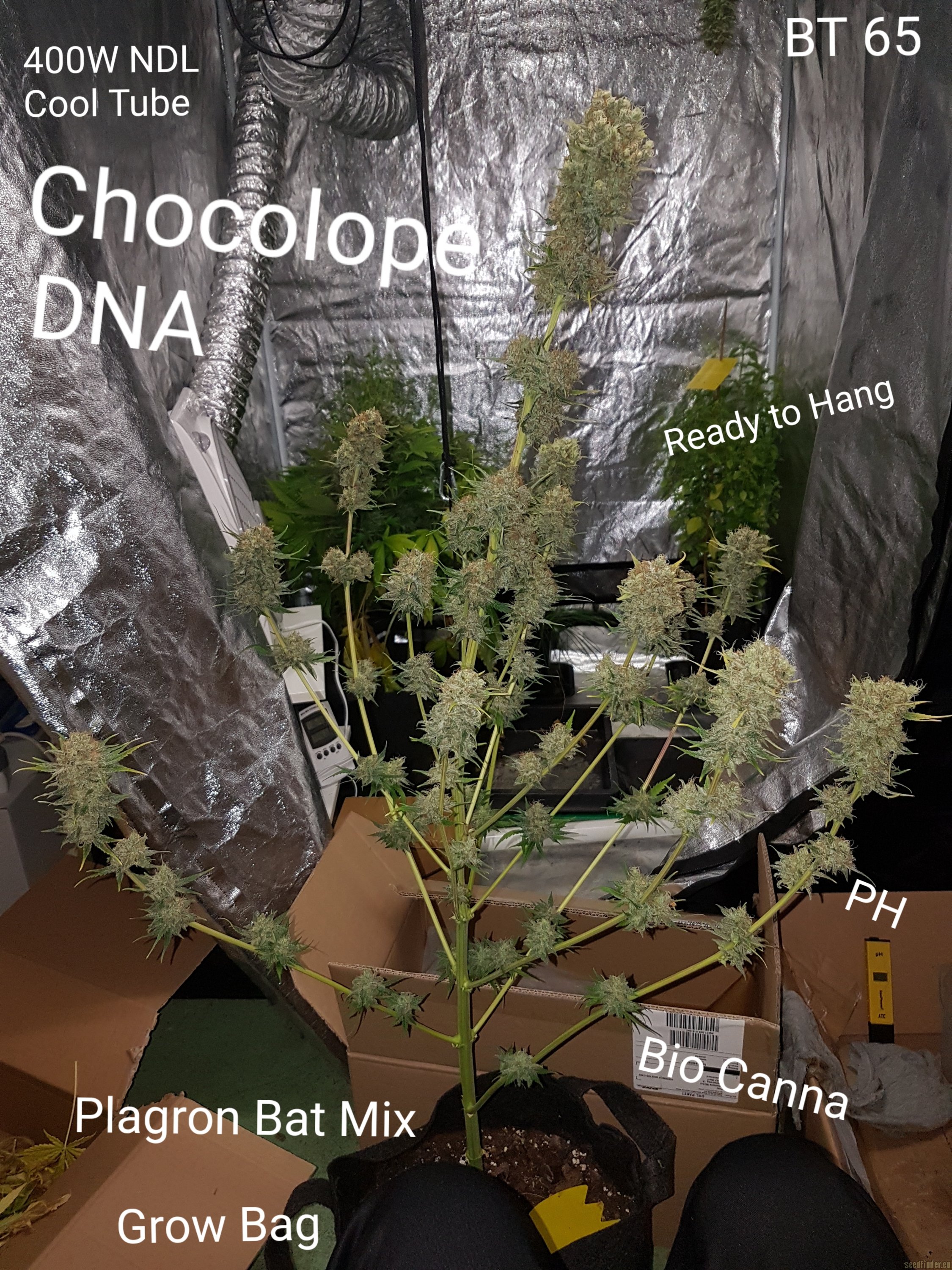 DNA Genetics Seeds Chocolope