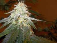 Bild von WhiteyB (Chocolope Kush)