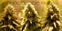 Bild von admin (Chocolope Kush)