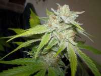 Bild von WhiteyB (Chocolope Kush)