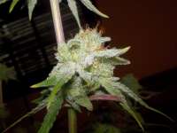 Bild von WhiteyB (Chocolope Kush)