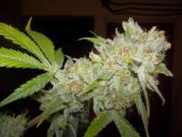 Bild von WhiteyB (Chocolope Kush)