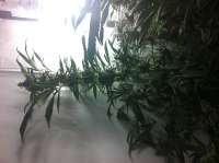 DNA Genetics Seeds DJ's Gold - ein Foto von Walruz