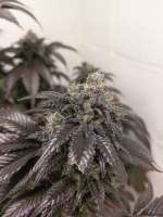 DNA Genetics Seeds Double Alien 18 - ein Foto von 46nkid