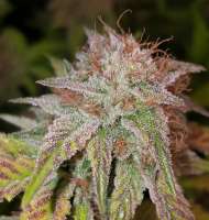 DNA Genetics Seeds HitMan OG - ein Foto von sh0wtime