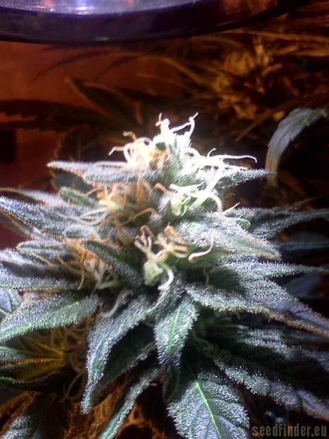 DNA Genetics Seeds Kushberry