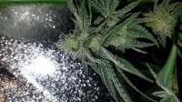 DNA Genetics Seeds L.A. Chocolat - ein Foto von Chillpill123