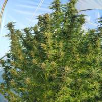 DNA Genetics Seeds L.A. Chocolat - ein Foto von Outdoorwonder