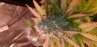 Bild von Ciacc (Lemon Skunk)