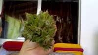 DNA Genetics Seeds OG LA Affie - ein Foto von happyhippiegenetics