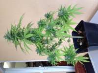 DNA Genetics Seeds SleeSkunk - ein Foto von Aragosha