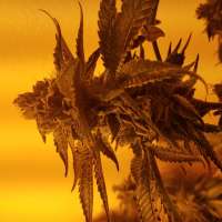 DNA Genetics Seeds SnowLAnd - ein Foto von Odulehimself