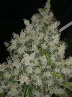 DNA Genetics Seeds Sour Kosher - ein Foto von Ygryck