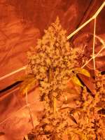 DNA Genetics Seeds Sour Kosher - ein Foto von Ygryck