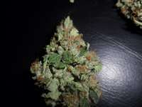 DNA Genetics Seeds Sour Secret - ein Foto von admin