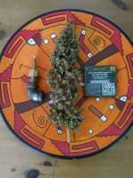 DNA Genetics Seeds White Alien - ein Foto von Falconresearch