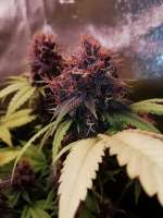 DNA Genetics Seeds White Walker Kush - ein Foto von Laucha