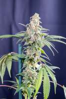 DSP Genetics Bubble Cookies - ein Foto von Mortadelo