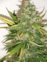 Dane Strains Blue Dwarf - ein Foto von loohjury