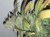 Dane Strains Dane's Fruity - ein Foto von Richard407