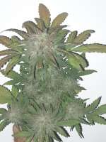 Dane Strains Dane's Fruity - ein Foto von Richard407