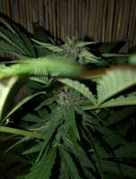 Dane Strains Snowfruit Auto - ein Foto von oldBudgold