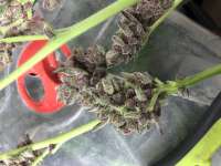 Dankonomics Genetics Sweet Pink Banana - ein Foto von Wunks