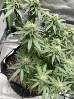 Dark Horse Genetics ThanoZ - ein Foto von Relogrows