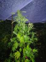 Delicious Seeds Black Russian - ein Foto von swissfarmer