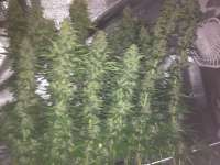 Bild von Rizla48 (Critical Jack Herer)