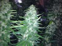 Bild von Rizla48 (Critical Jack Herer)