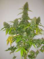 Bild von Xochipilli (Critical Jack Herer)