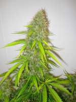 Bild von Xochipilli (Critical Jack Herer)