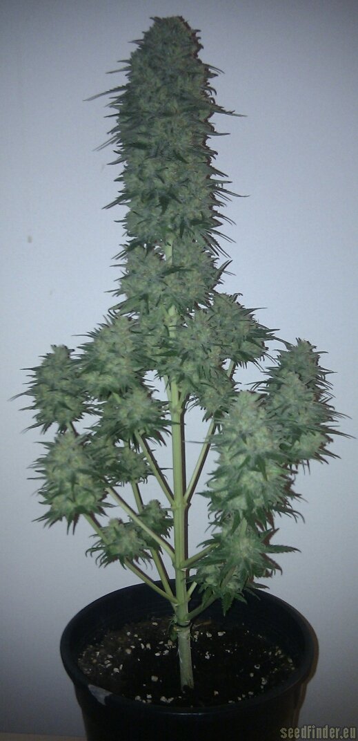 Delicious Seeds Critical Sensi Star