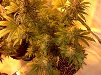 Bild von ColoradoCannabis (Critical Sensi Star)