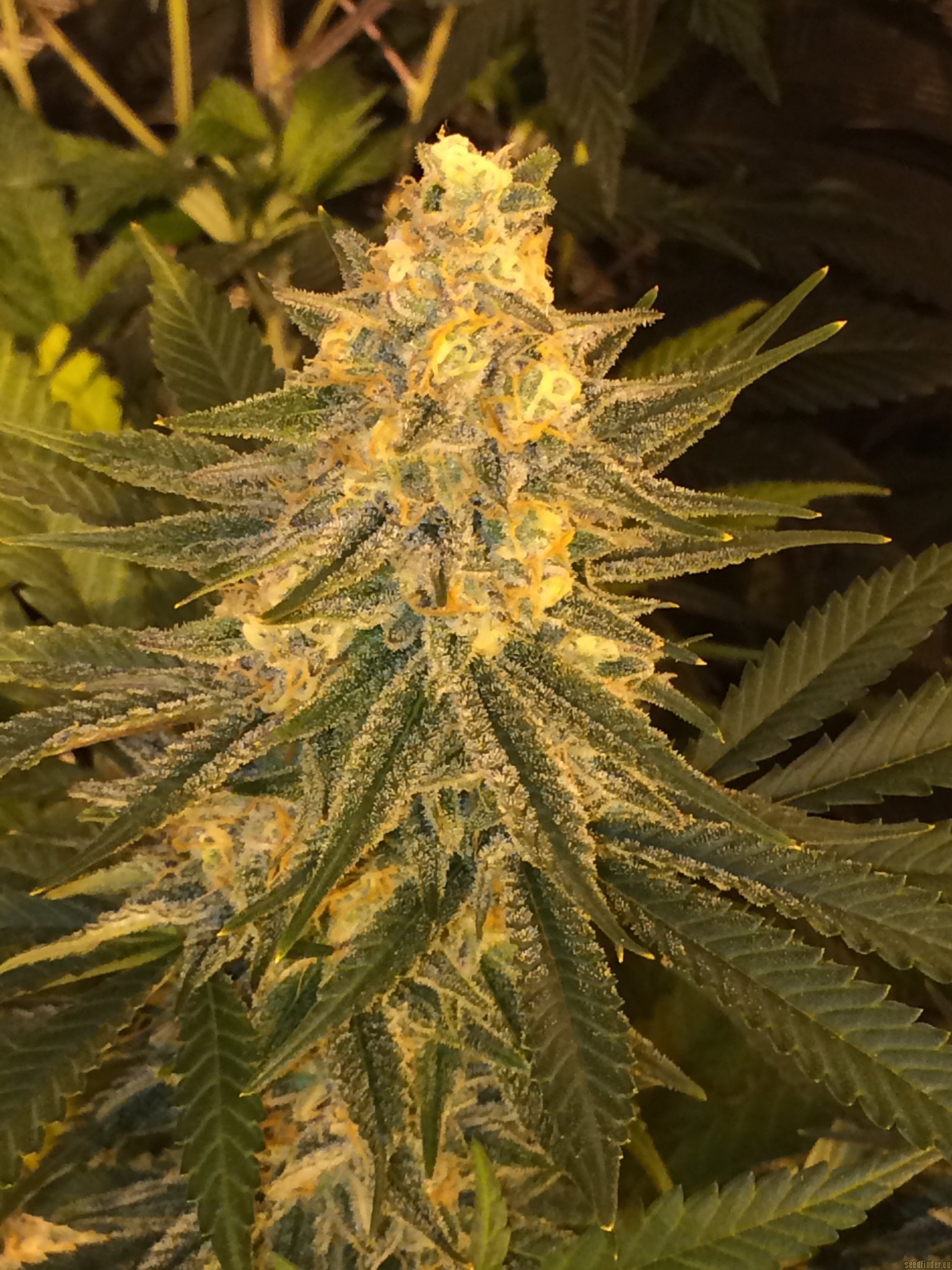strain-galerie-critical-sensi-star-delicious-seeds-pic