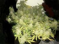 Delicious Seeds Critical Super Silver Haze - ein Foto von BoBrasileiro