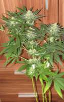 Bild von hazzy (Critical Super Silver Haze)