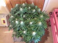 Delicious Seeds Critical Super Silver Haze - ein Foto von Firstimer