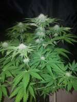 Delicious Seeds Dark Purple Auto - ein Foto von Kiffcowboy