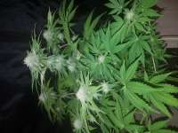 Delicious Seeds Dark Purple Auto - ein Foto von Kiffcowboy