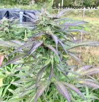 Delicious Seeds Eleven Roses Early Version - ein Foto von NaturalMystic