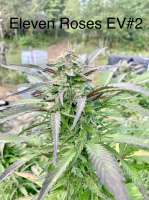 Delicious Seeds Eleven Roses Early Version - ein Foto von NaturalMystic