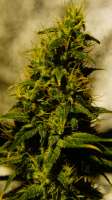 Delicious Seeds Marmalate - ein Foto von Budfit