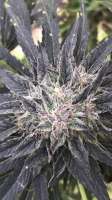 Delicious Seeds Sugar Black Rose Fast Version - ein Foto von canofthiscannabis