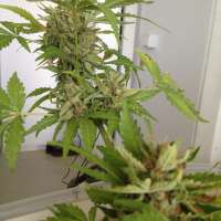 Bild von GuerillaPsycho (Amnesia XXL Autoflowering)