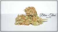 Bild von Scrog (Blue Thai)