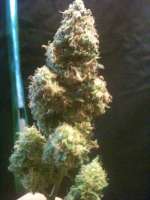 Bild von drsizzurp69 (Blue Widow)