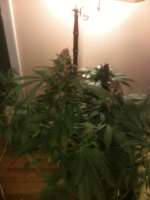 Bild von drsizzurp69 (Blue Widow)