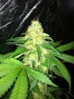 Bild von drsizzurp69 (Blue Widow)